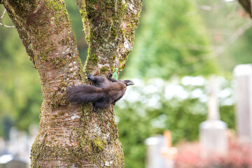 squirrel on a tree