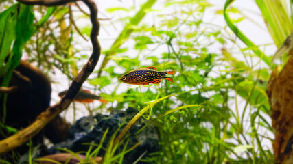 Male fish Rasbora Galaxy , Danio margaritatus, Heavenly Danio pearl