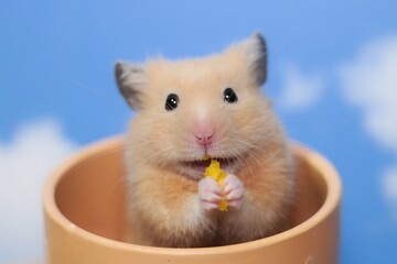 hamster in a glass