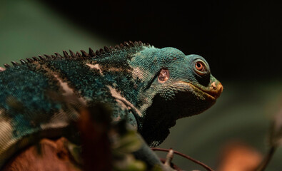 close up of a reptile