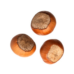 hazelnuts in a shell without leaves, healthy food, isolate on a white background