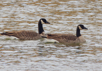 Obraz premium country goose family