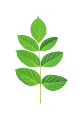 green leaves on a white background