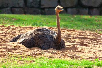 South African Ostrich standing in the sand . Largest living bird species