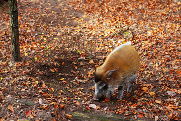 Red river hog in autumn . Pig in autumn leaves