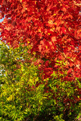 red maple leaves