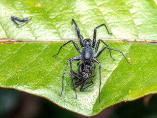 female spider eats male one