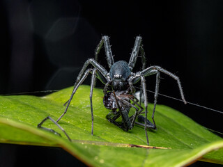 female spider eats male one