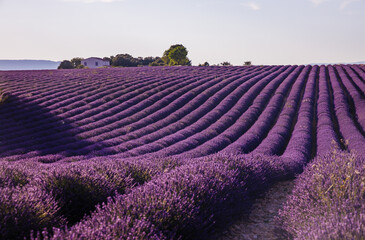Lavender fields in bloom in Valensole in Provence, France