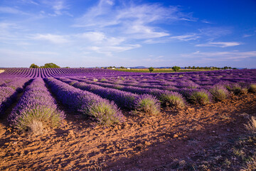Lavender field of Provence on a summer day in France
