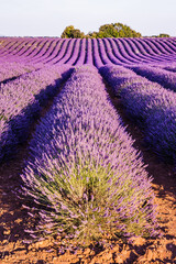 Lavender field in bloom on the Plateau de Valensole during summer in Provence, France
