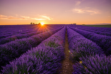 Fototapeta na wymiar lavender field of Valensole in Provence at sunset