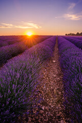 Sunset setting down on the lavender fields in bloom in Valensole in Provence, France
