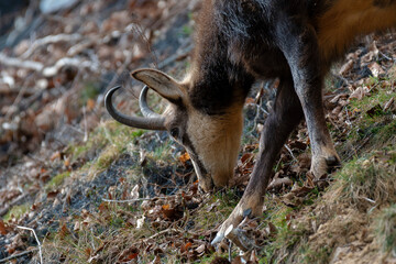 Chamois