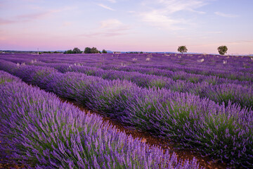Naklejka na ściany i meble Lavender field of Provence on a summer day in France