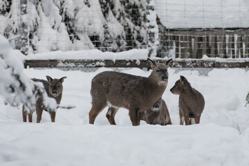 Roe deers family in winter. Capreolus capreolus