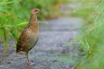 Derkacz © Arkadiusz