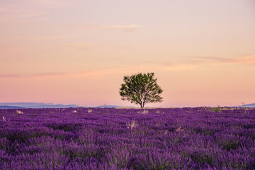 Lonely tree and lavender field at sunset in Provence, France