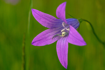 Dzwonek rozpierzchły