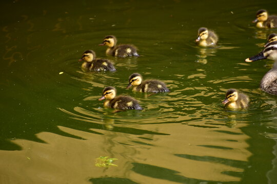 鴨の親子 の画像 1 131 件の Stock 写真 ベクターおよびビデオ Adobe Stock