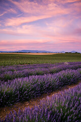 Naklejka na ściany i meble Lavender fields before and after the harvest in Valensole during summer in Provence, France