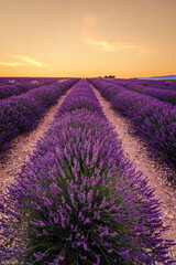Fototapeta na wymiar Lavender field at sunset in Valensole in Provence, France