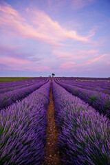 Plakat lavender field at sunrise in Provence, France
