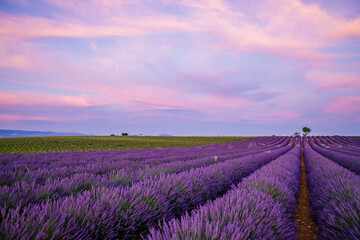 Plakat Lavenders fields in bloom during a beautiful sunset on the Valensole Plateau in Provence in the south of France