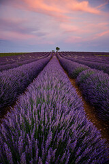 lavender field at sunset in Provence, France