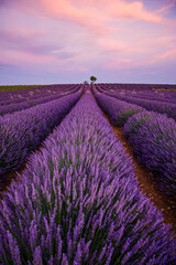 Naklejka na ściany i meble Lavenders fields in bloom during a beautiful sunset on the Valensole Plateau in Provence in the south of France