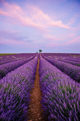 Fototapeta na wymiar Lavender flowers in bloom at sunset in Valensole in Provence, France