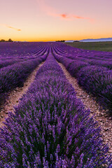 Plakat Lavender field of Provence on a summer day in France at sunset