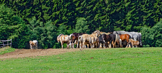 Obraz premium herd of different horses at a hay rack on the edge of a forest at sunshine in the region Waldviertel (Forestquarter), Austria