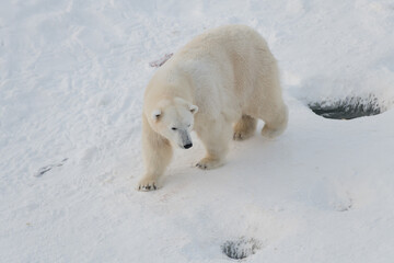 Beautiful polar bear walking on snow. Dangerous animal of arctic region