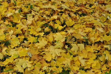On the ground there is a carpet of yellow autumn leaves. Yellow maple leaves on the ground.