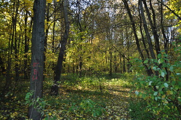 Obraz premium Autumn day in the forest. View of trees and a clearing in the forest.