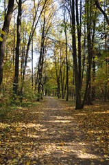Panoramic view of the path in the forest. Yellow fallen leaves from trees on the ground.