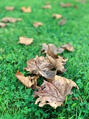 Dry maple autumn leaves on green grass. 