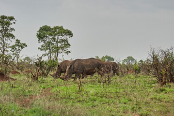 Group of white rhinoceros or square lipped rhinoceros, Ceratotherium simum