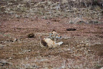 The black backed jackal, Lupulella mesomelas