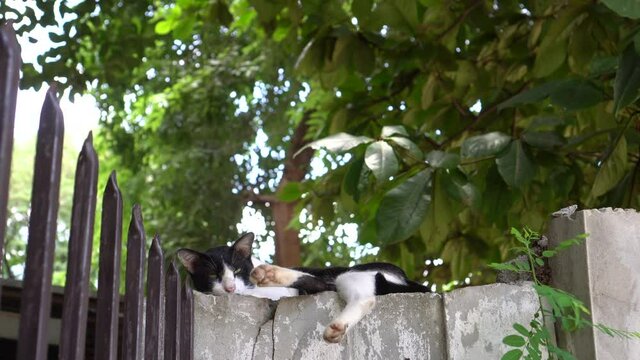 Unfriendly black and white cat sleeping on house wall with green tree background