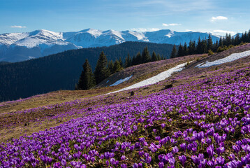 Spring in the mountains