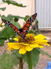 butterfly on flower