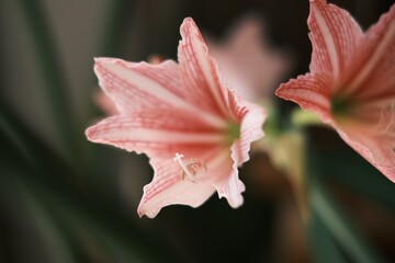 pink lily flower