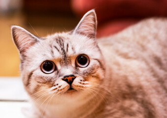 Scottish kitten. Beautiful cat.