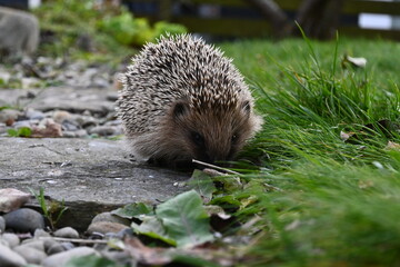 Hedgehog, native, wild, european hedgehog in natural habitat on green grass and garden plants
