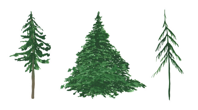 Spruce, pine, and scotch fir isolated on a white background. Watercolor set of 3 silhouettes of evergreen plants. Christmas tree clipart. Landscape scene objects. Hand-drawn pine trees illustration.