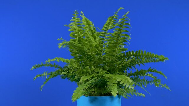 Small Fern In Breeze Bluescreen For Compositing