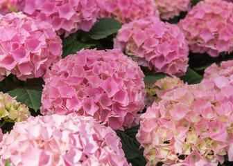 Hydrangea macrophylla Early Pink. Pink flowering exquisite ornamental hortensia for the garden,...