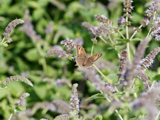 (Maniola jurtina) Myrtil femelle, papillon aux ailes vues de dessus de couleur ocre à beige foncé, fauve clair autour des ocelles 